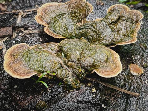 Chinese New Year 2011