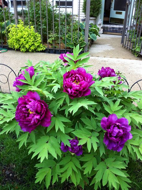 Chinese Tree Peonies