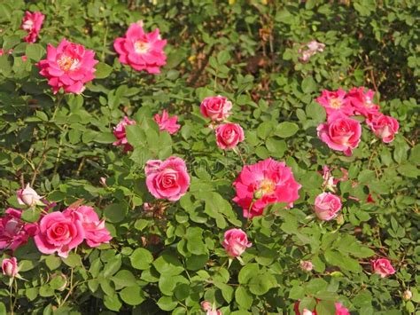 Chinese Treesome Roses Content Collection: 2026 Update