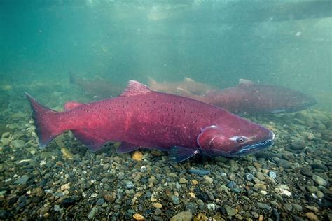 Chinook Salmons