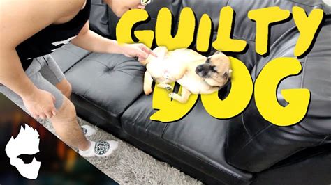 Chip The Guilty Dog YouTube
