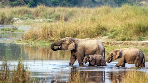 Chitwan Activities