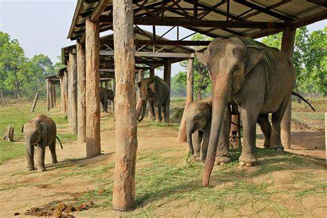 Chitwan Elephant Breeding Center