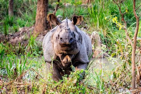 Chitwan National Park Guide