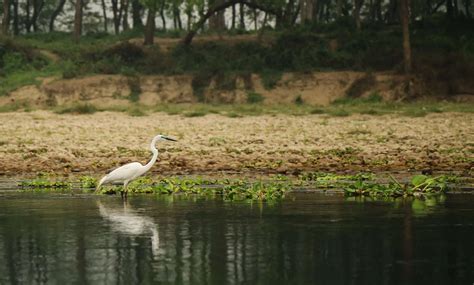Chitwan bird watching