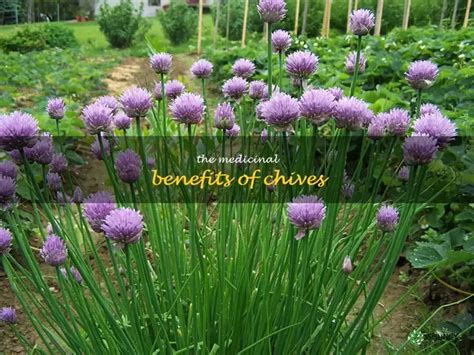 Chives: Unlock Hidden Health & Flavor Benefits.