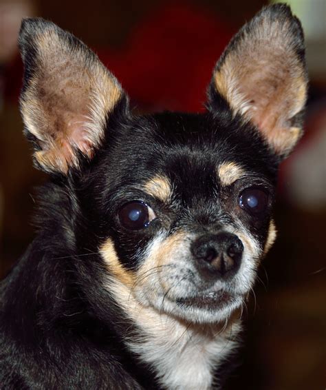 Chihuahua Puppies, Rescue, Pictures, Information, Temperament
