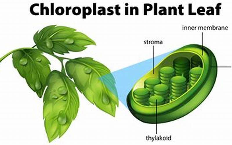 Chloroplast And Chlorophyll
