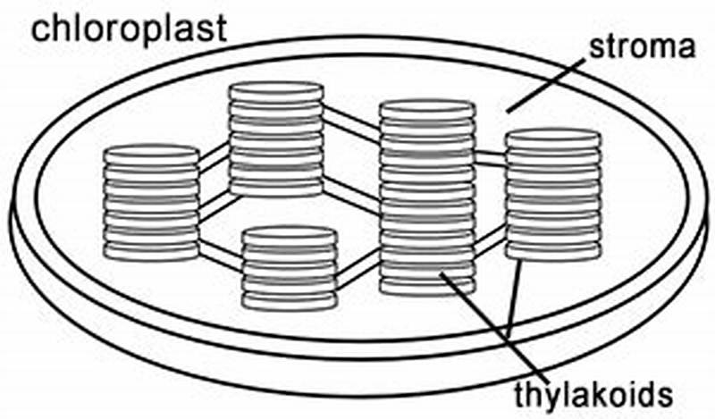 Chloroplast Structure And Function Coloring Answer Key