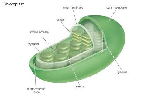 Chloroplasts and Photosynthesis Diagram