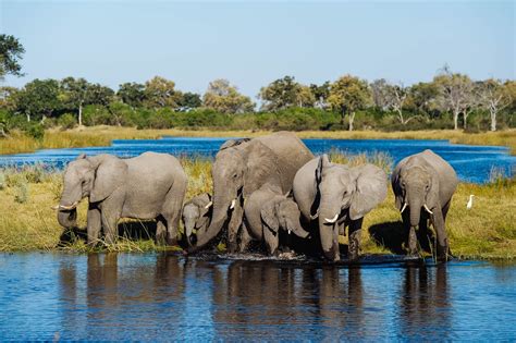 Chobe Elephants