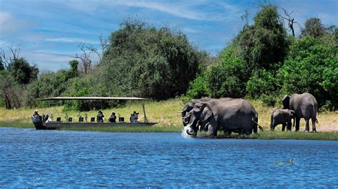 Chobe National Park Essentials