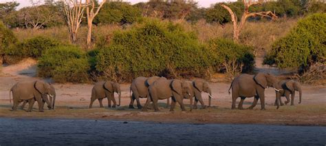 Chobe National Park animals