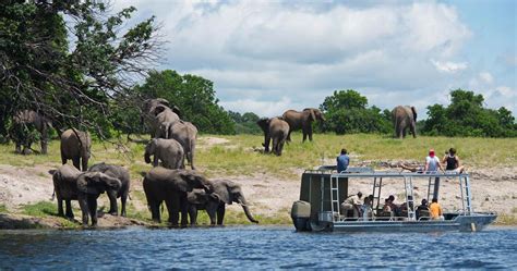 Chobe River Boat Safari