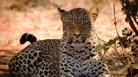 Chobe Wildlife