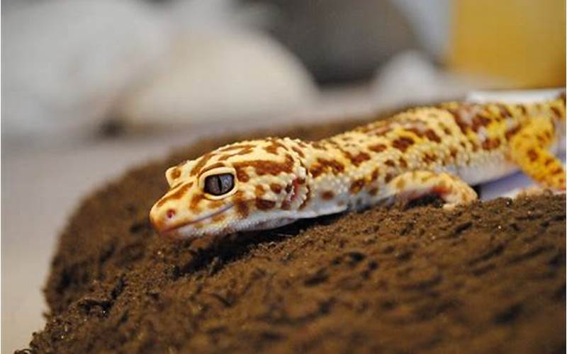Chocolate Albino Leopard Gecko Appearance