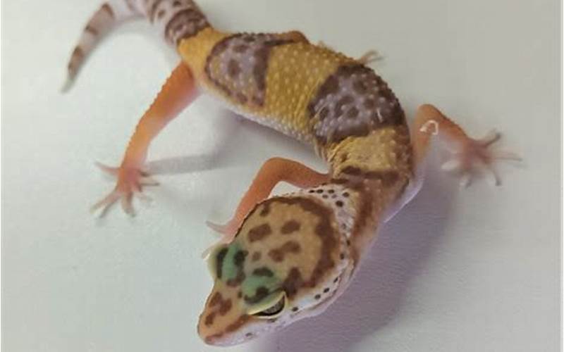 Chocolate Albino Leopard Gecko: A Unique and Beautiful Pet