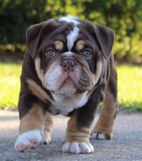 Chocolate Brown Bulldog Puppy: A Unique And Adorable Addition To Your
Family