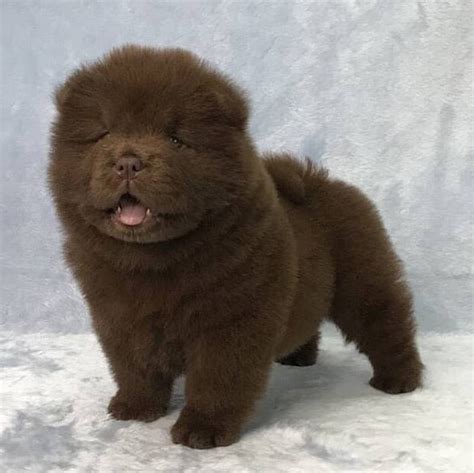 Brown Chow chow puppy stock image. Image of puppy, chinese 38385323