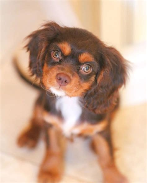 Chocolate Cavalier King Charles Spaniel Puppy For Sale in Pennsylvania