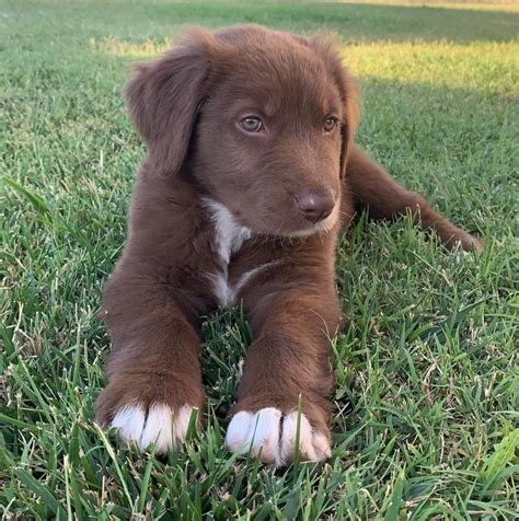 golden retriever chocolate lab mix Pets Cute Animals Pinterest