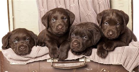 Chocolate Labradors: Sweet and Sometimes Controversial
