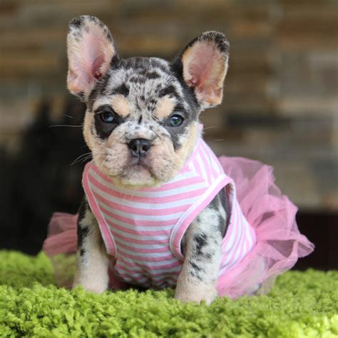 Chocolate Tri Merle French Bulldog: The Unique And Adorable Canine
Companion