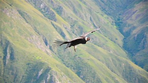 Chonta Condor Watching