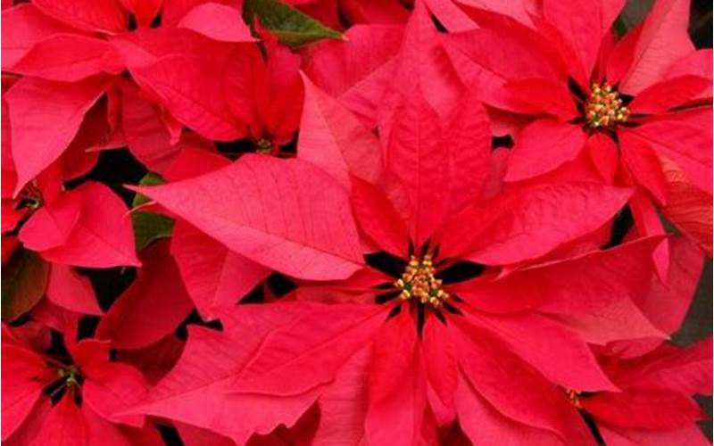 Choosing The Right Location For Poinsettias
