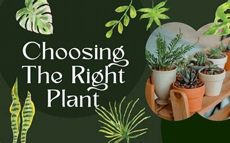 Choosing The Right Plants