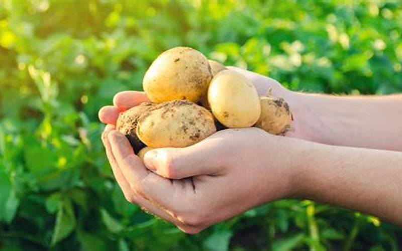 Choosing The Right Seed Potatoes