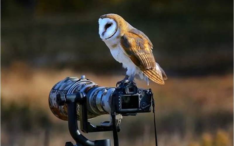 Choosing Your Best Wildlife Photographs For The Competition