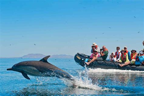 Choosing Dolphin Watching Tour