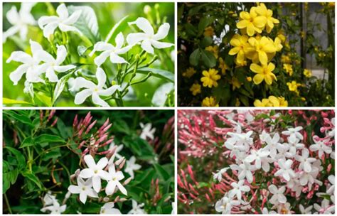 Choosing Jasmine Plants