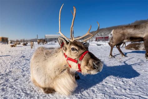 Choosing the Right Reindeer Farm
