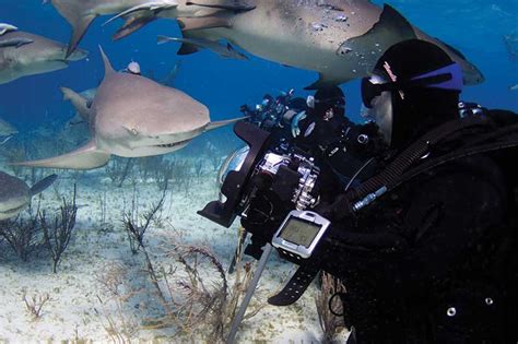 Choosing Shark Cage Diving Operator