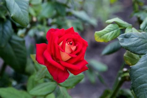 Choosing Your Best Type Of Rose Key Considerations