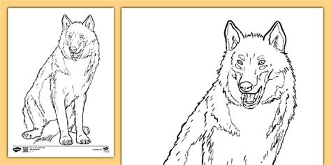 Choosing Your Perfect Wolf Colouring Page