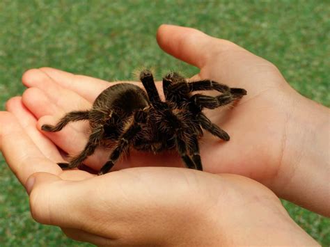Choosing a Tarantula