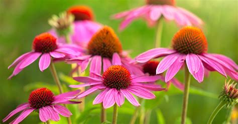 Choosing and Using Echinacea