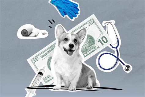 Choosing pet insurance