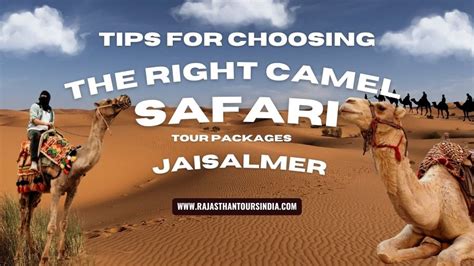 Choosing the Best Camel Tour