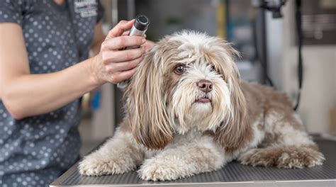 Choosing the Right Dog Grooming Poway Service