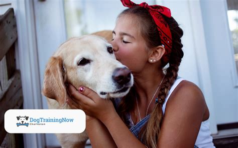 Choosing the Right Dog Training Charleston Program