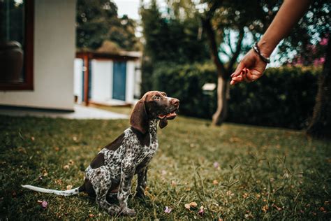 Choosing the Right Dog Training Houston Method