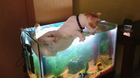 Choosing the Right Fish for Your Cat and Tank