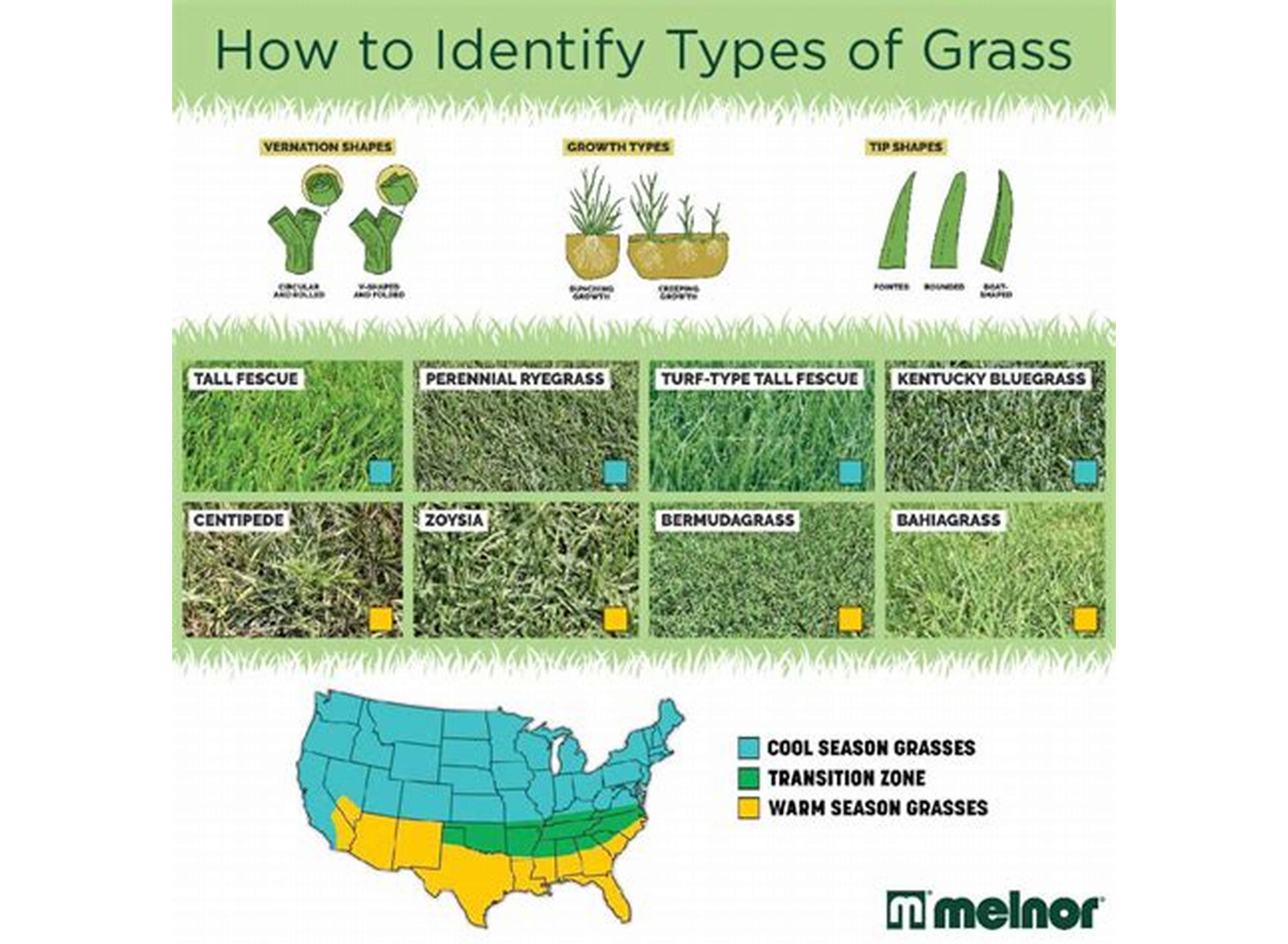 Choosing the Right Grass Type
