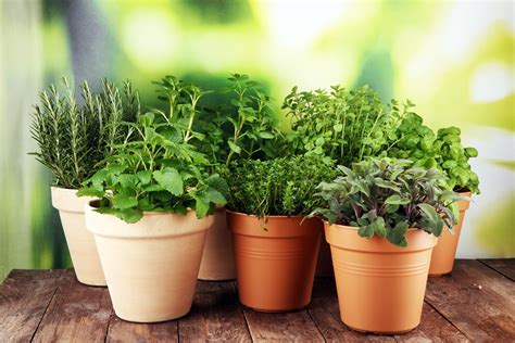 A Guide to Creating a Thriving Home Herb Garden