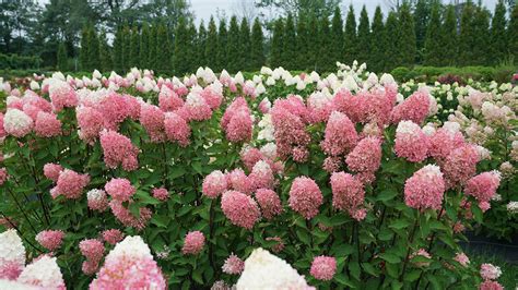 Choosing the Right Hydrangea for Your Garden