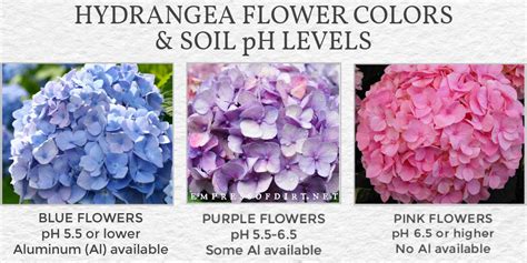 Choosing the Right Hydrangea Color
